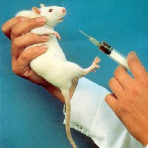Прививка крысе